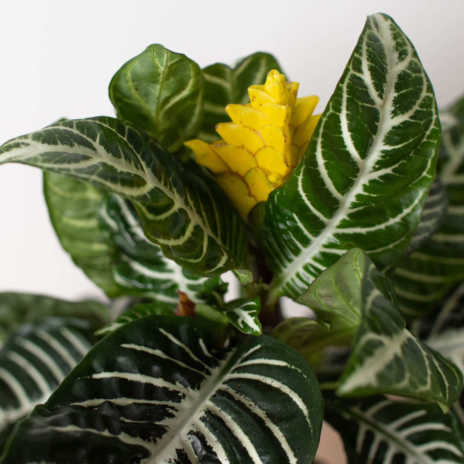 Zebra 'Aphelandra' Indoor Plants House Plant Shop