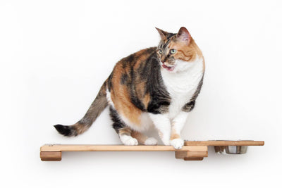 Wall Mounted Cat Feeding Shelf Cat shelves/bed Catastrophic Creations
