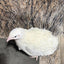 Jumbo White Coturnix Hatching Eggs - Premium Quail Eggs for Hatching - Perfect for Homesteaders, Breeders, Hobbyists - Freshly Collected for High Hatch Rates Buddys Hatchery