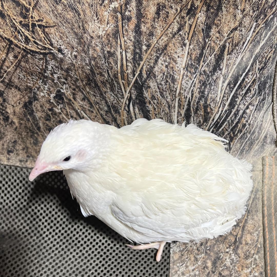 Jumbo White Coturnix Hatching Eggs - Premium Quail Eggs for Hatching - Perfect for Homesteaders, Breeders, Hobbyists - Freshly Collected for High Hatch Rates Buddys Hatchery