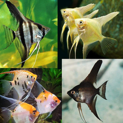 Assorted angelfish ANGELFISH Danaqua Live Fish & More
