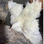 Jumbo White Coturnix Hatching Eggs - Premium Quail Eggs for Hatching - Perfect for Homesteaders, Breeders, Hobbyists - Freshly Collected for High Hatch Rates Buddys Hatchery