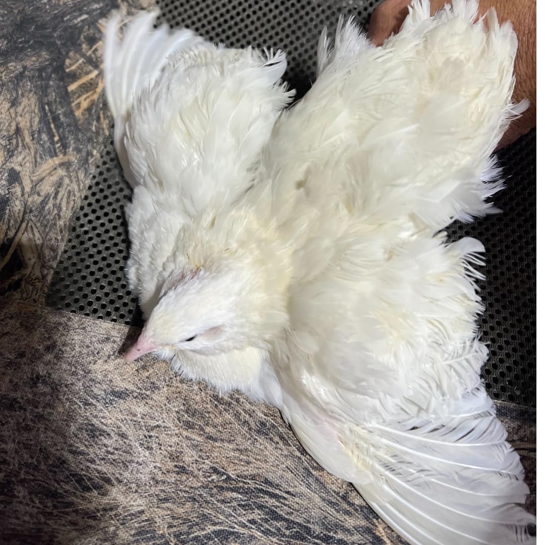 Jumbo White Coturnix Hatching Eggs - Premium Quail Eggs for Hatching - Perfect for Homesteaders, Breeders, Hobbyists - Freshly Collected for High Hatch Rates Buddys Hatchery