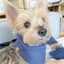'Aiden' Reversible Pet Bandana BANDANA BESPOKE PAWS