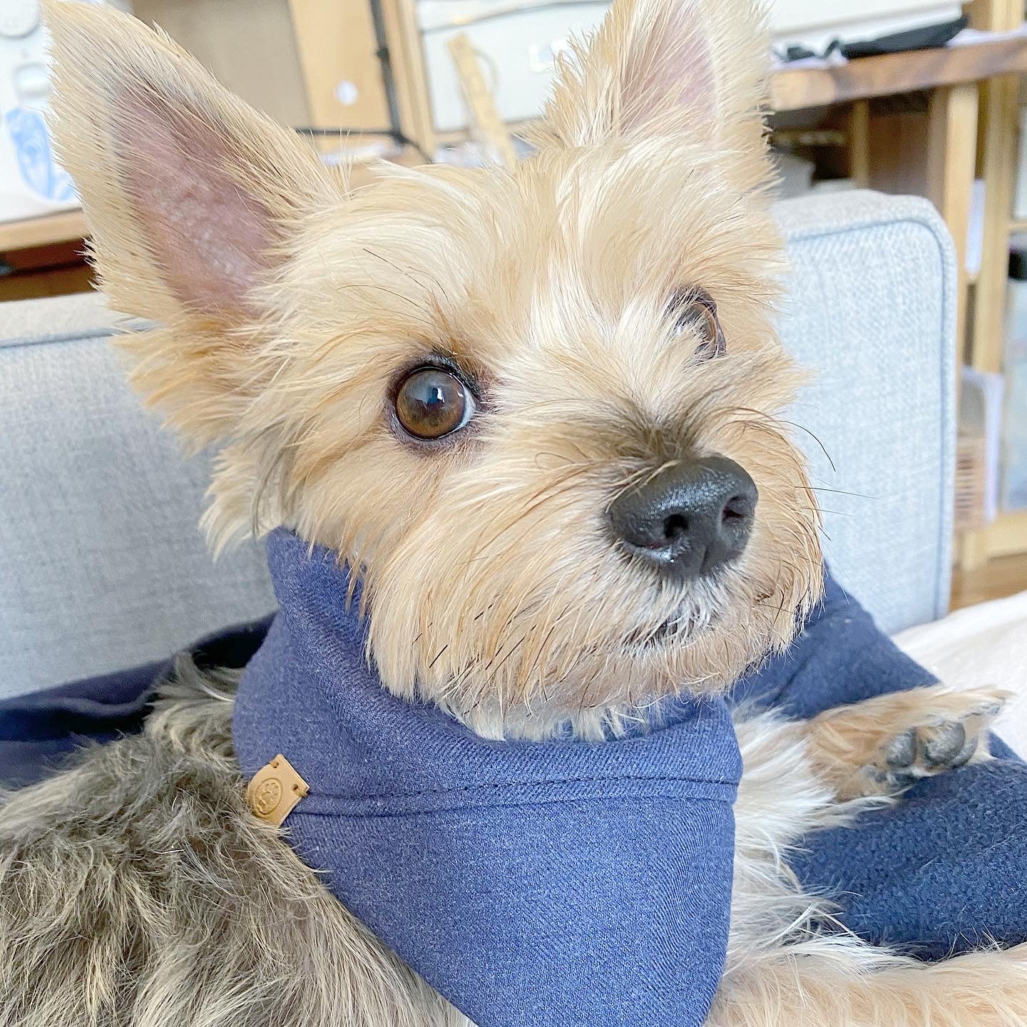 'Aiden' Reversible Pet Bandana BANDANA BESPOKE PAWS