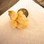 Button Quail Eggs -Eggs for Hatching 48 Buddys Hatchery