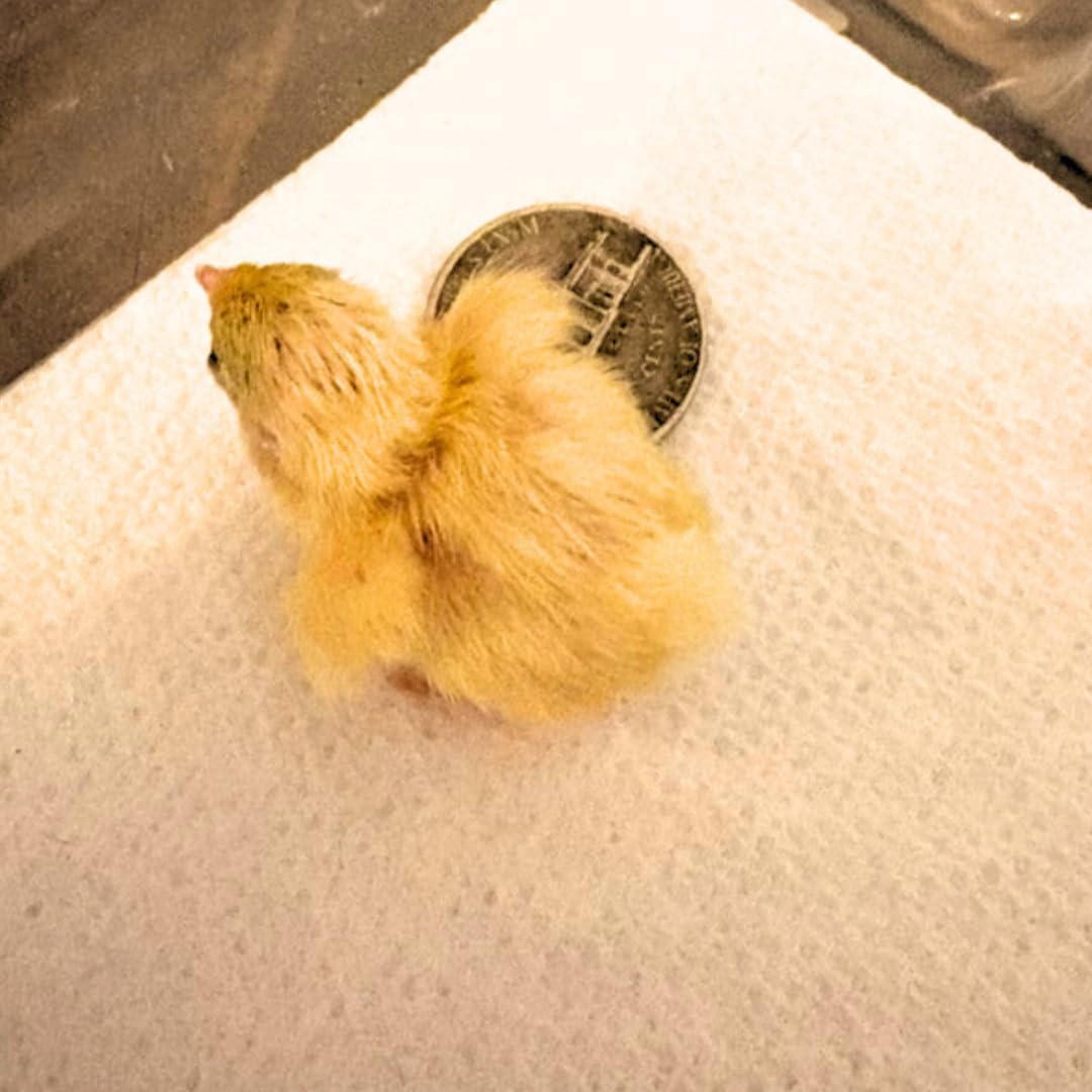 Button Quail Eggs -Eggs for Hatching 48 Buddys Hatchery