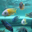 Taiwan Reef Cichlid (Protomelas sp. "Steveni Taiwan") AFRICAN CICHLIDS Danaqua Live Fish & More