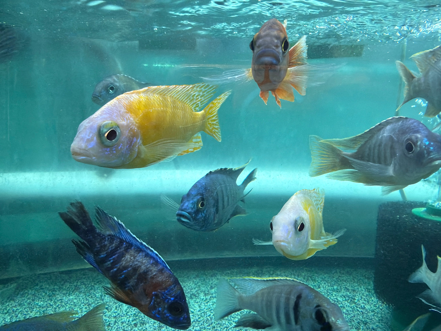 Taiwan Reef Cichlid (Protomelas sp. "Steveni Taiwan") AFRICAN CICHLIDS Danaqua Live Fish & More
