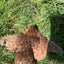 Red Range Coturnix Quail Hatching Eggs Egg Buddys Hatchery