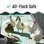GrubFuel - Black Soldier Fly Larvae for chickens Buff Clucks