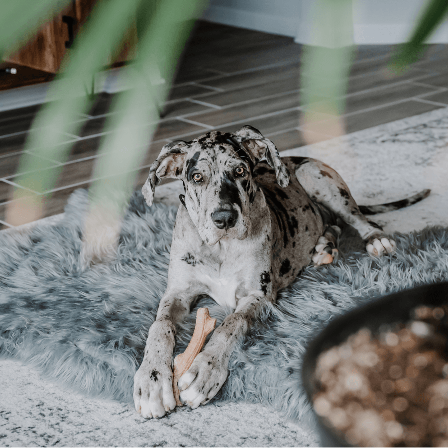 PupRug by Paw.com® Faux Fur Orthopedic Dog Bed - Curve Charcoal Grey Dog Beds Paw