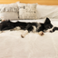 PupProtector™ Waterproof Throw Blanket - Polar White Dog Blanket Paw.com