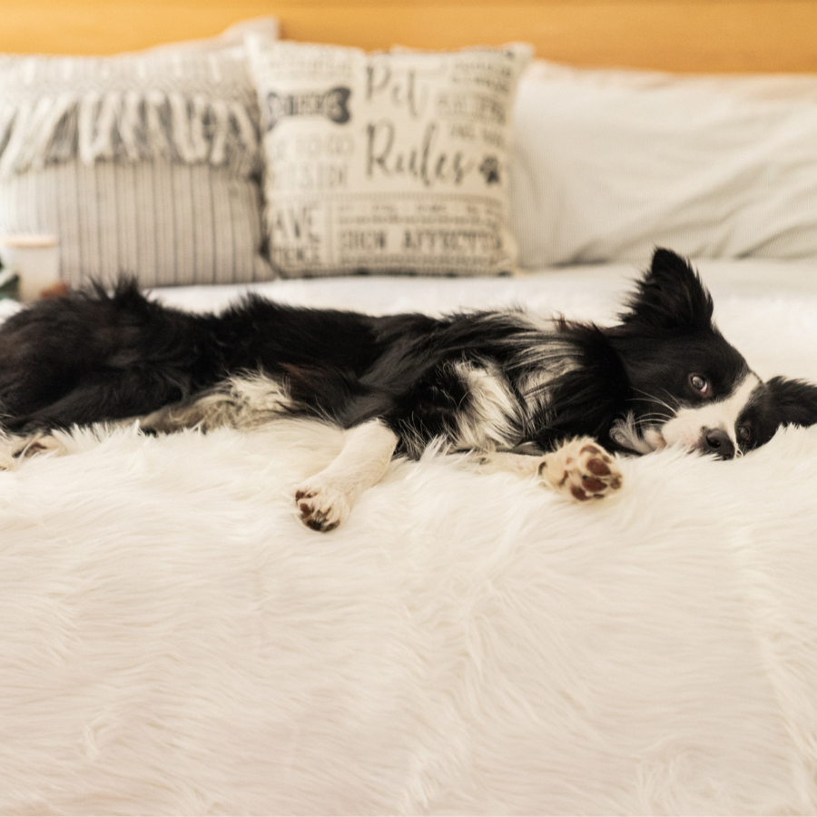 PupProtector™ Waterproof Throw Blanket - Polar White Dog Blanket Paw.com
