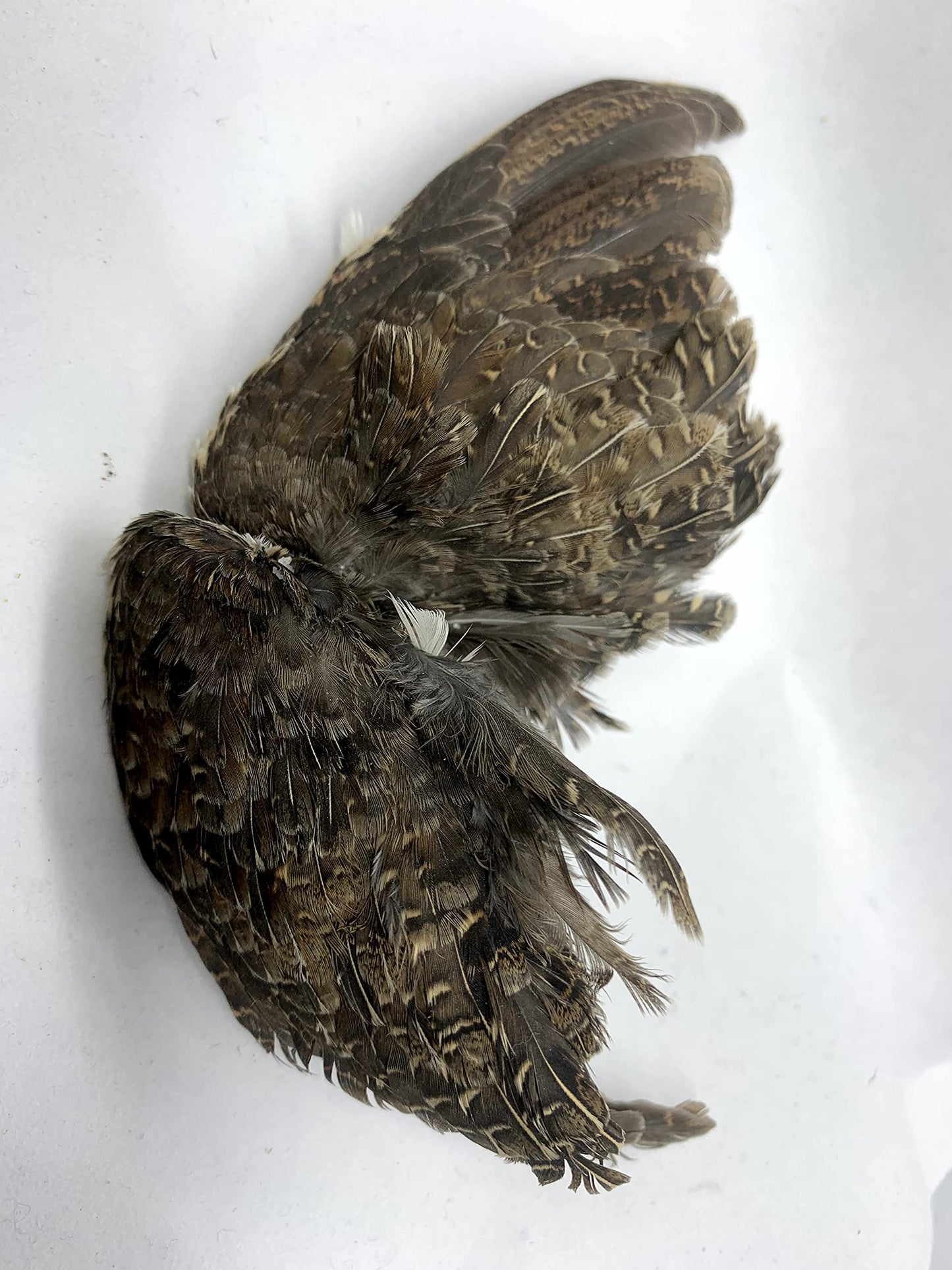 Premium Quail Wings for Dog Training - 1 Pair, Authentic Bird Scent from US Farms, Ideal for Scent and Hunting Training Quailz.com by Undique LLC