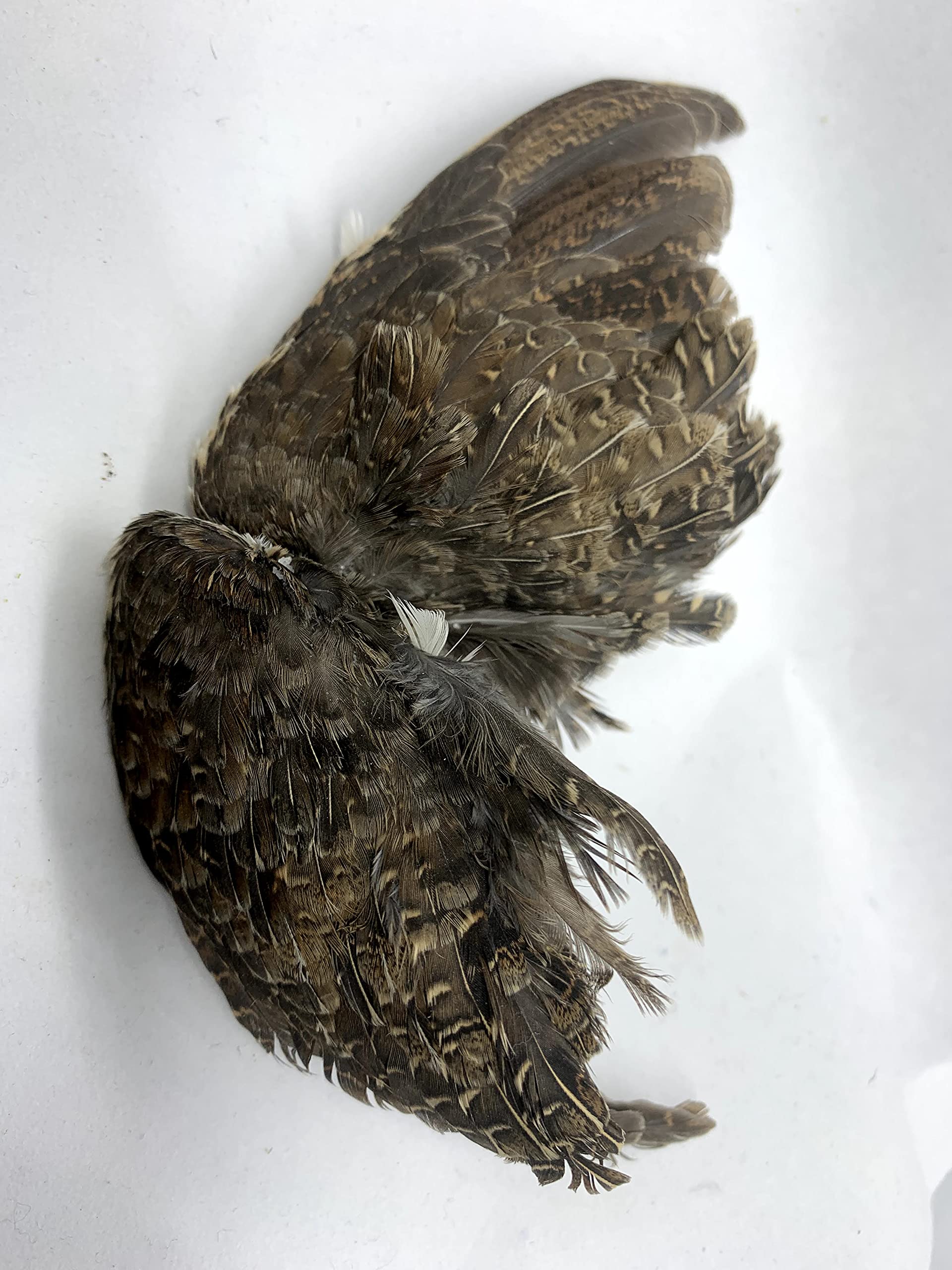Premium Quail Wings for Dog Training - 1 Pair, Authentic Bird Scent from US Farms, Ideal for Scent and Hunting Training Quailz.com by Undique LLC