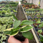 Hoya Carnosa 'Tricolor' 3" Pot Indoor Plants House Plant Shop
