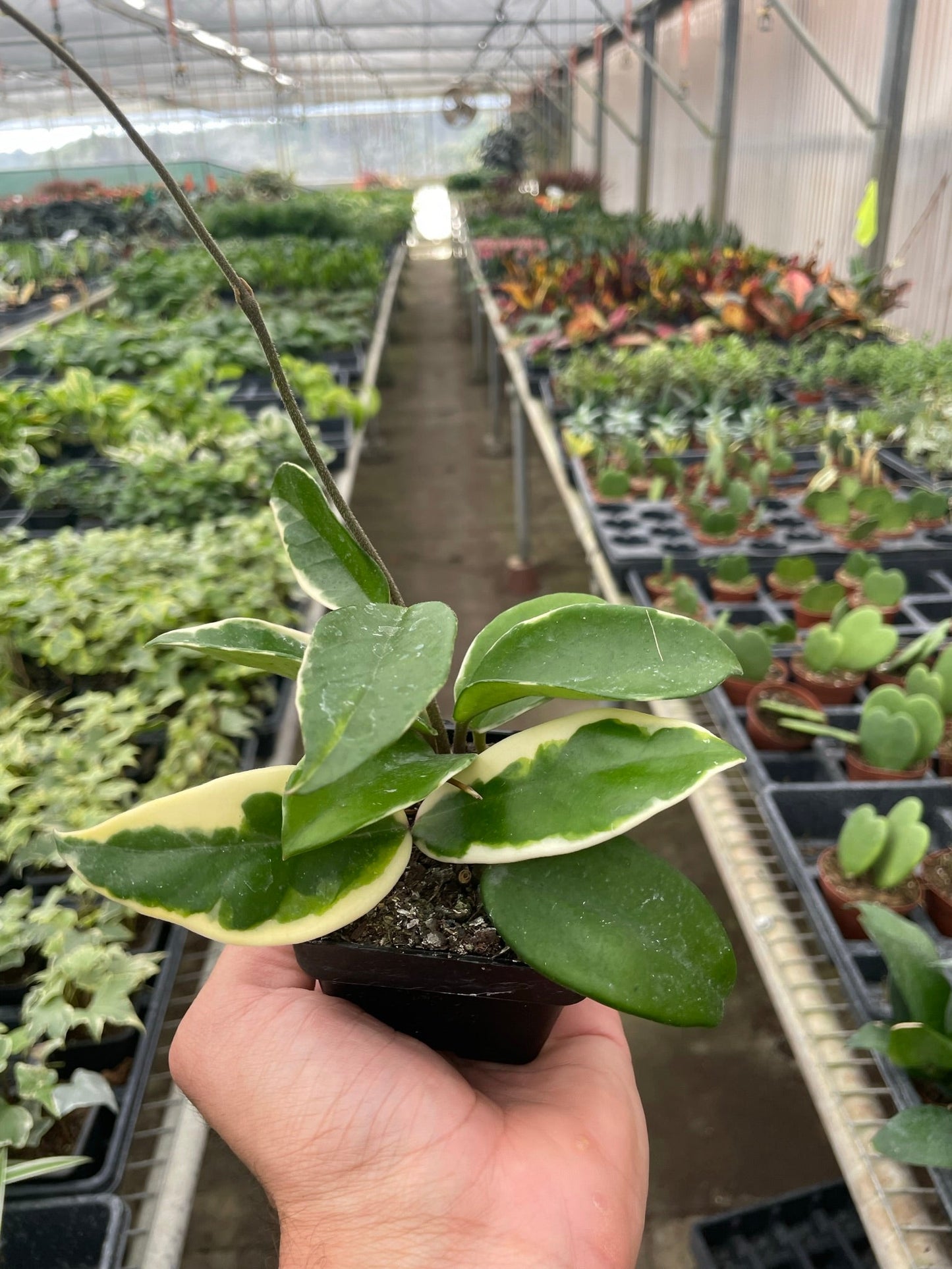 Hoya Carnosa 'Tricolor' 3" Pot Indoor Plants House Plant Shop