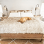 PupProtector™ Waterproof Throw Blanket - White with Brown Accents Large (80"L X 62"W) Dog Blanket Paw.com