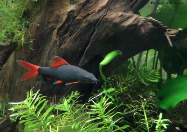 Redtail black Shark 3” SHARK Danaqua Live Fish & More