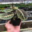 Maranta 'Red Prayer' 3" Pot Nursery Pot Indoor Plants House Plant Shop