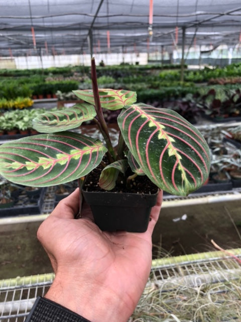 Maranta 'Red Prayer' 3" Pot Nursery Pot Indoor Plants House Plant Shop