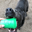 Coffee Cup Rubber Dog Chew Toy for Power Chewers | Treat Dispenser | USA Made Rubber Dog Toys SodaPup/True Dogs, LLC