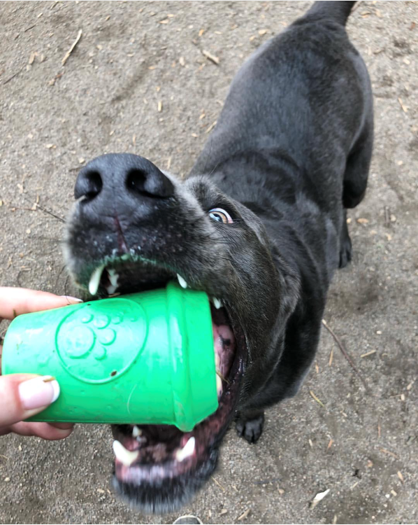 Coffee Cup Rubber Dog Chew Toy for Power Chewers | Treat Dispenser | USA Made Rubber Dog Toys SodaPup/True Dogs, LLC