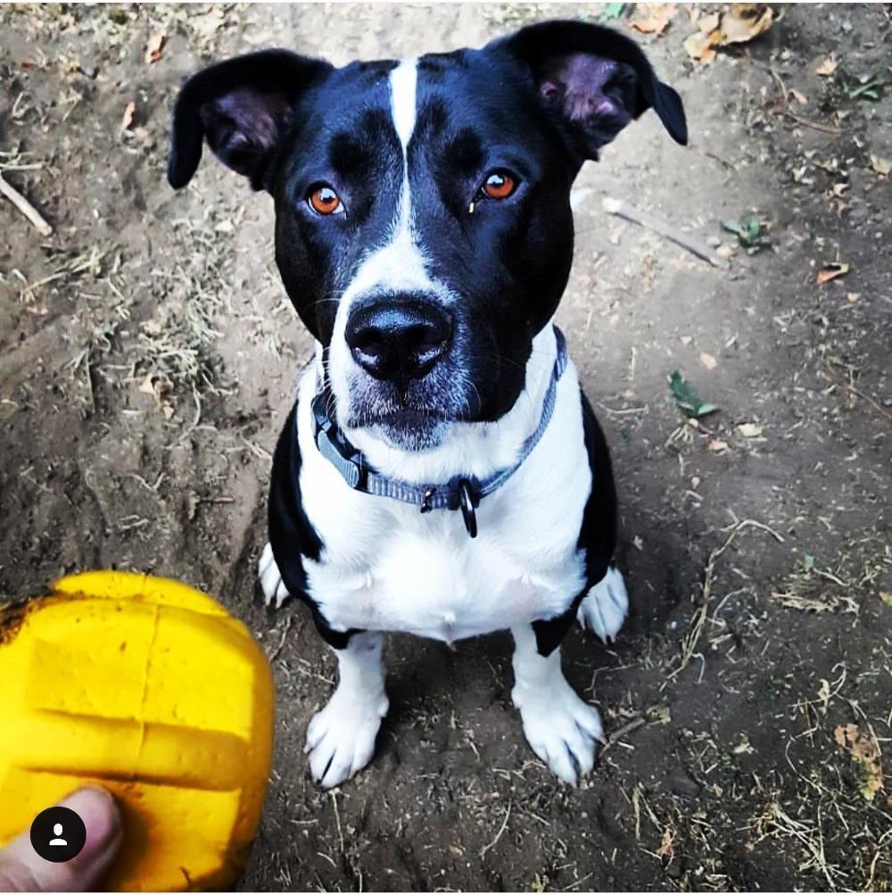 Gear eDispenser - Durable Rubber Yak Chew Holder & Treat Pocket | USA Made Rubber Dog Toys SodaPup/True Dogs, LLC