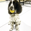 Industrial Dog Ball Rubber Chew Toy for Heavy Chewers | Yellow | USA Made | SodaPup Rubber Dog Toys SodaPup/True Dogs, LLC