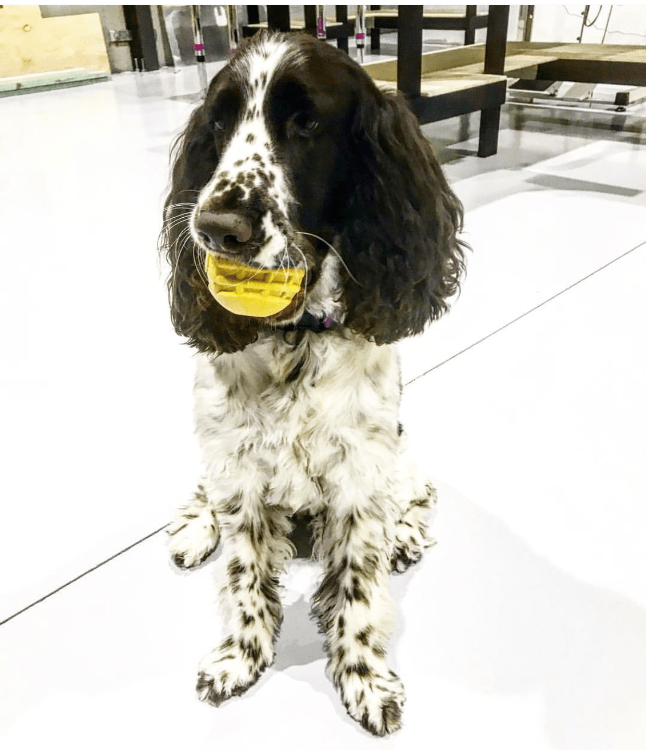 Industrial Dog Ball Rubber Chew Toy for Heavy Chewers | Yellow | USA Made | SodaPup Rubber Dog Toys SodaPup/True Dogs, LLC