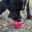 Cupcake eDispenser - Durable Rubber Chew Toy & Treat Dispenser | USA Made Rubber Dog Toys SodaPup/True Dogs, LLC