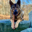 USA-K9 Magnum Skull - Black Magnum Rubber Chew Toy for Extreme Chewers | USA Made Rubber Dog Toys SodaPup/True Dogs, LLC