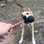 USA-K9 Magnum Skull - Black Magnum Rubber Chew Toy for Extreme Chewers | USA Made Rubber Dog Toys SodaPup/True Dogs, LLC
