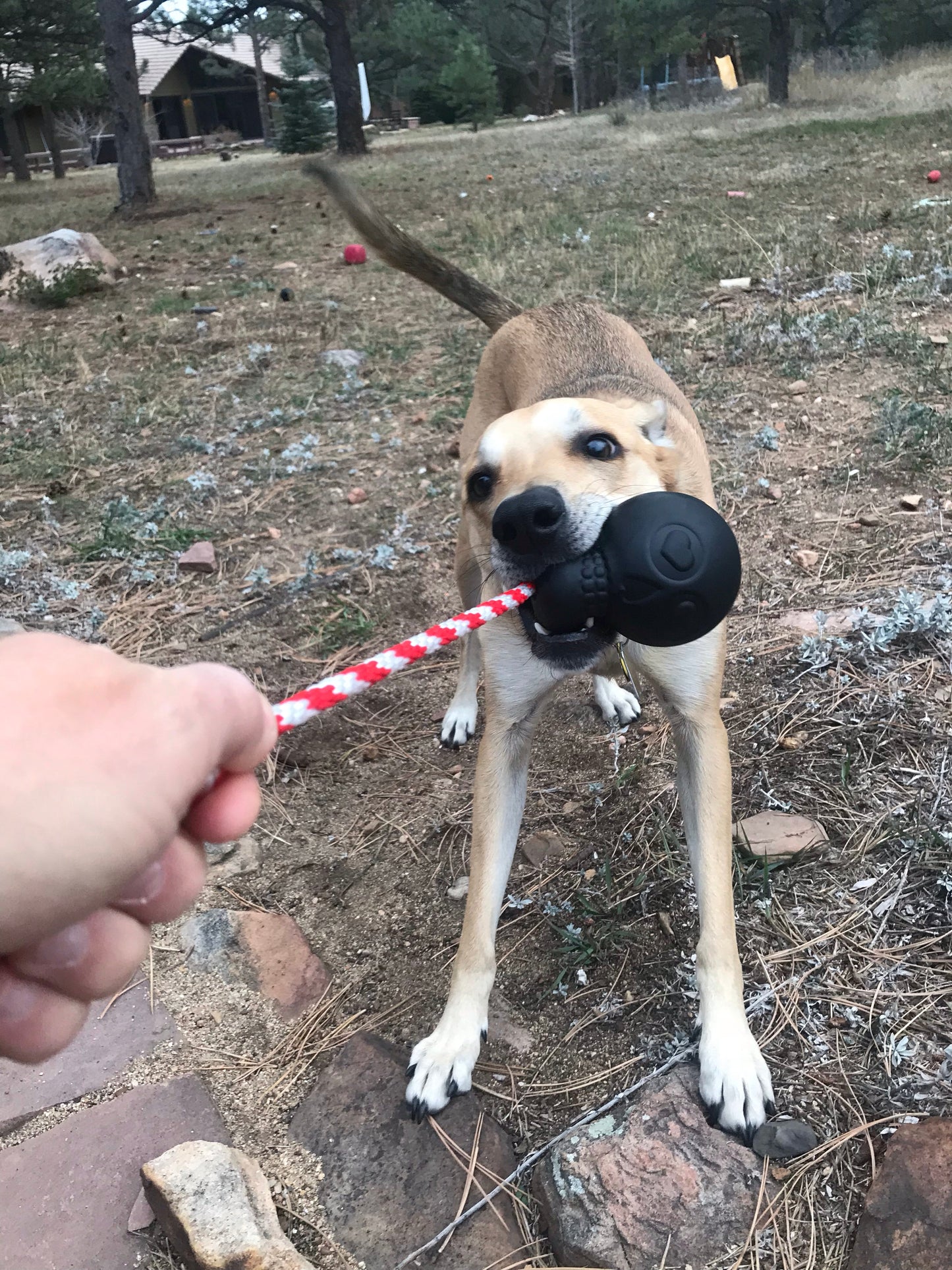 USA-K9 Magnum Skull - Black Magnum Rubber Chew Toy for Extreme Chewers | USA Made Rubber Dog Toys SodaPup/True Dogs, LLC