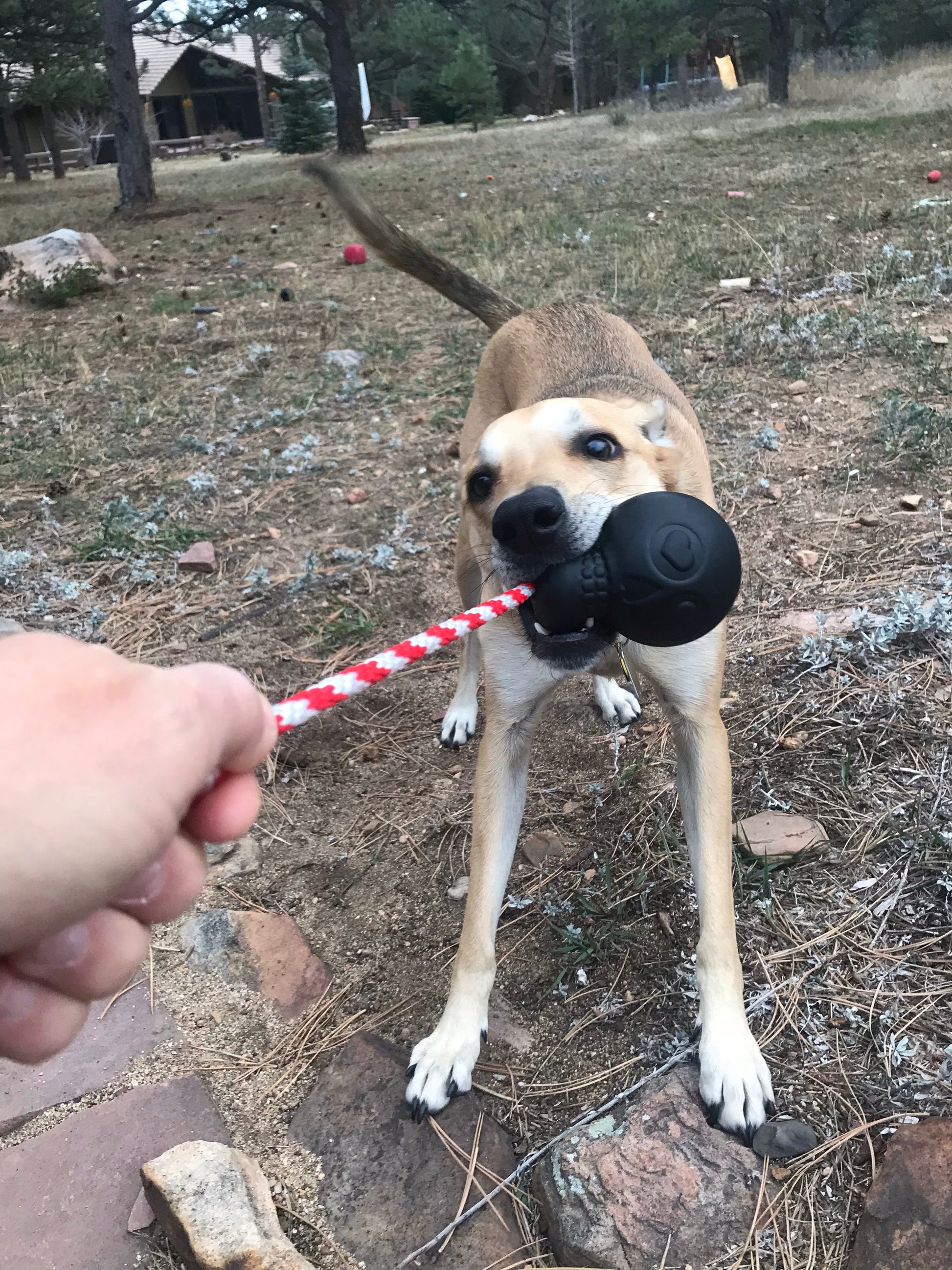 USA-K9 Magnum Skull - Black Magnum Rubber Chew Toy for Extreme Chewers | USA Made Rubber Dog Toys SodaPup/True Dogs, LLC