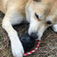 USA-K9 Skull Dog Chew Toy & Treat Dispenser - Made in USA | SodaPup Rubber Dog Toys SodaPup/True Dogs, LLC