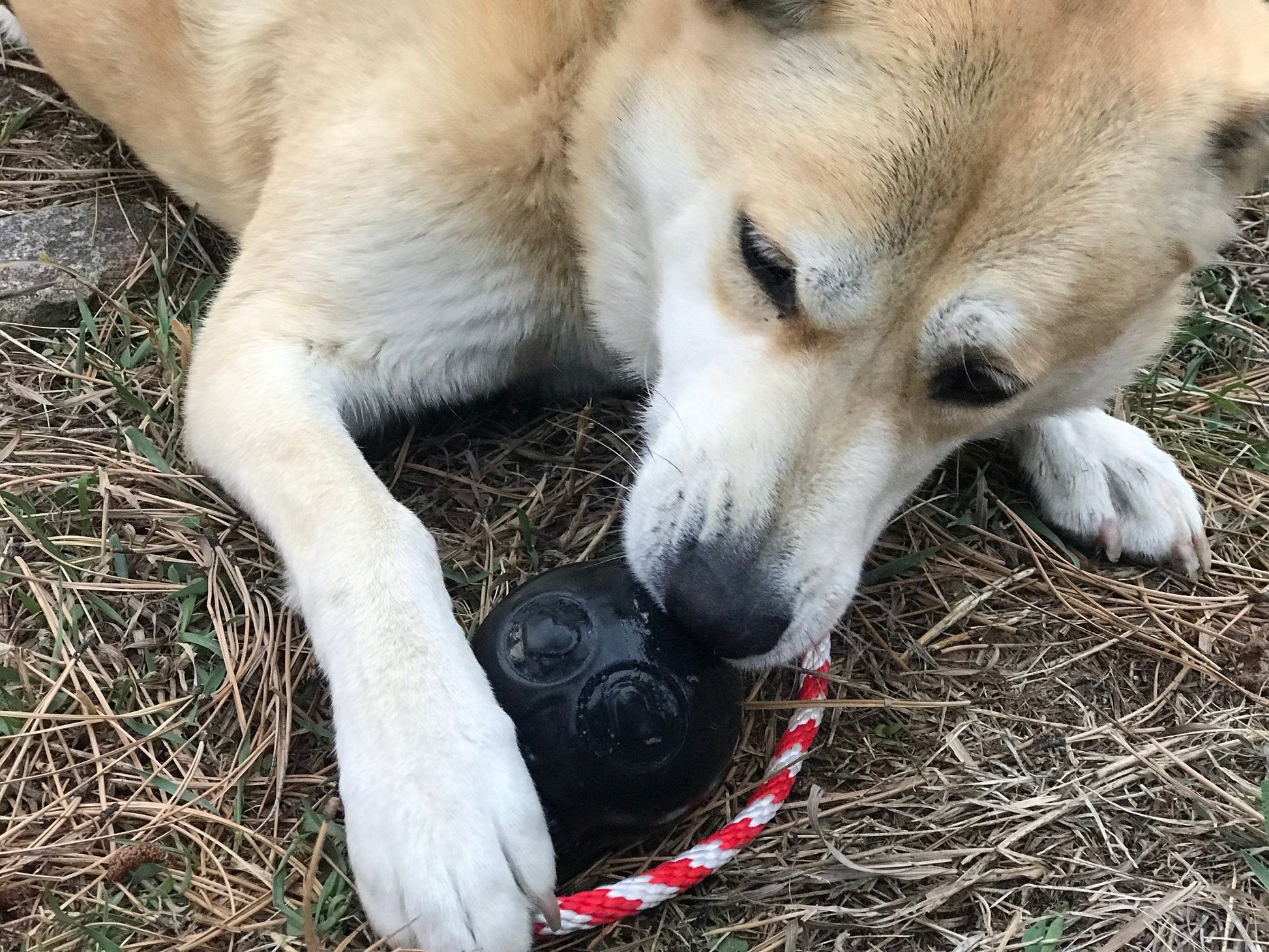 USA-K9 Skull Dog Chew Toy & Treat Dispenser - Made in USA | SodaPup Rubber Dog Toys SodaPup/True Dogs, LLC