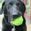 Bull Frog Dog Chew Toy & Treat Dispenser - USA Made | SodaPup Rubber Dog Toys SodaPup/True Dogs, LLC