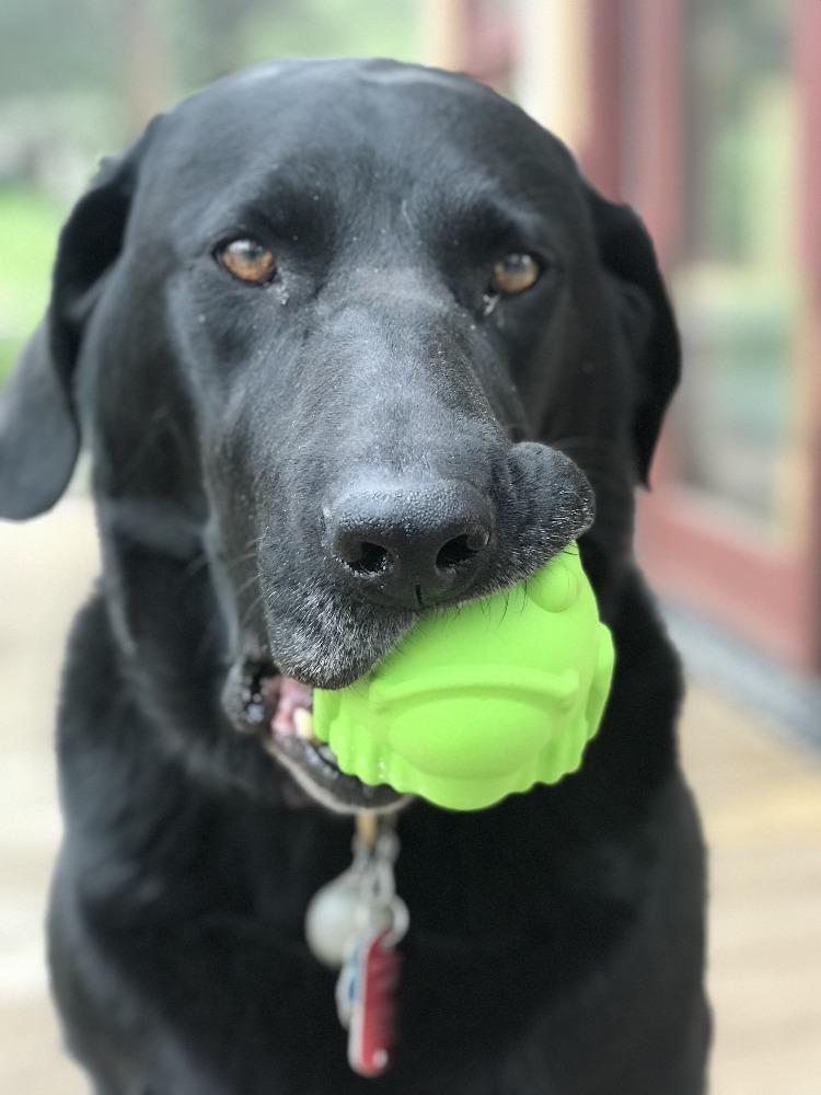 Bull Frog Dog Chew Toy & Treat Dispenser - USA Made | SodaPup Rubber Dog Toys SodaPup/True Dogs, LLC