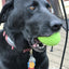 Dinosaur Egg Dog Chew Toy & Treat Dispenser - USA Made | SodaPup Rubber Dog Toys SodaPup/True Dogs, LLC