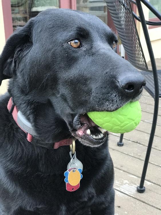 Dinosaur Egg Dog Chew Toy & Treat Dispenser - USA Made | SodaPup Rubber Dog Toys SodaPup/True Dogs, LLC