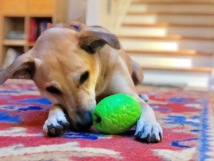 Dinosaur Egg Dog Chew Toy & Treat Dispenser - USA Made | SodaPup Rubber Dog Toys SodaPup/True Dogs, LLC