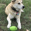 Dinosaur Egg Dog Chew Toy & Treat Dispenser - USA Made | SodaPup Rubber Dog Toys SodaPup/True Dogs, LLC