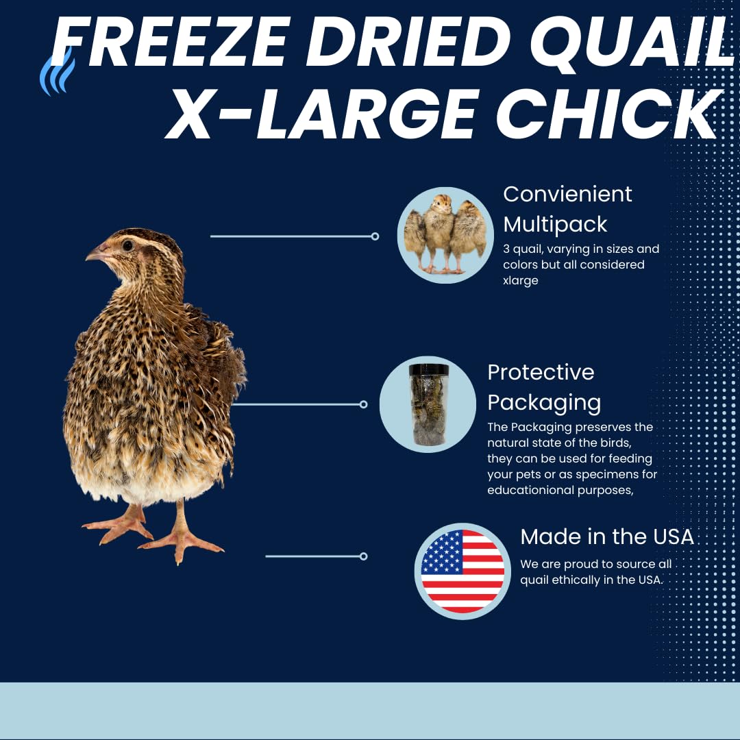Buddy's Pretty Birds Whole Quail Chicks XL, 3 Count Quailz.com by Undique LLC