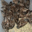 Georgia Giant Quail Hatching Eggs Quail Eggs Buddys Hatchery