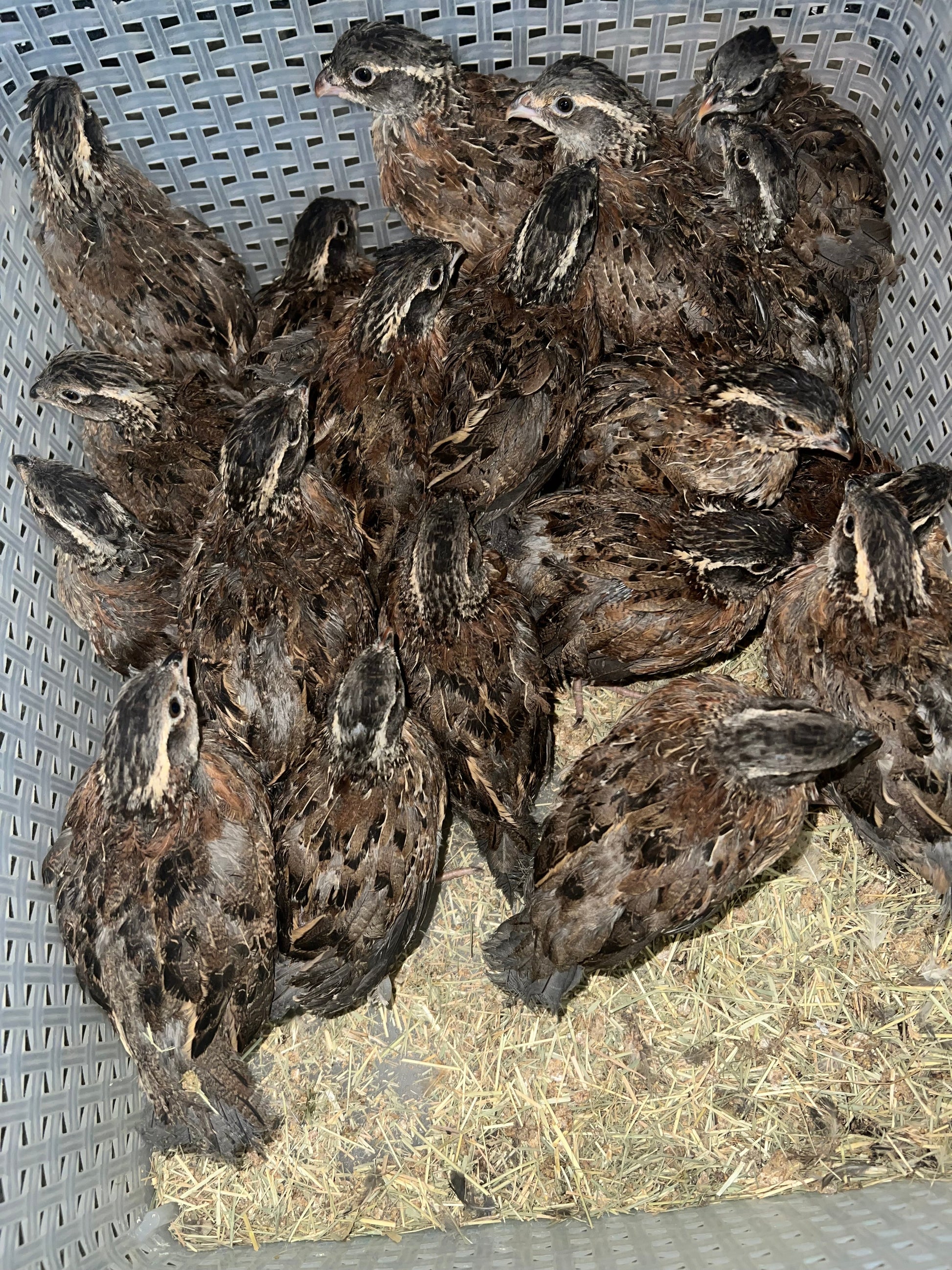 Georgia Giant Quail Hatching Eggs Quail Eggs Buddys Hatchery