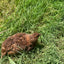 Red Range Coturnix Quail Hatching Eggs Egg Buddys Hatchery