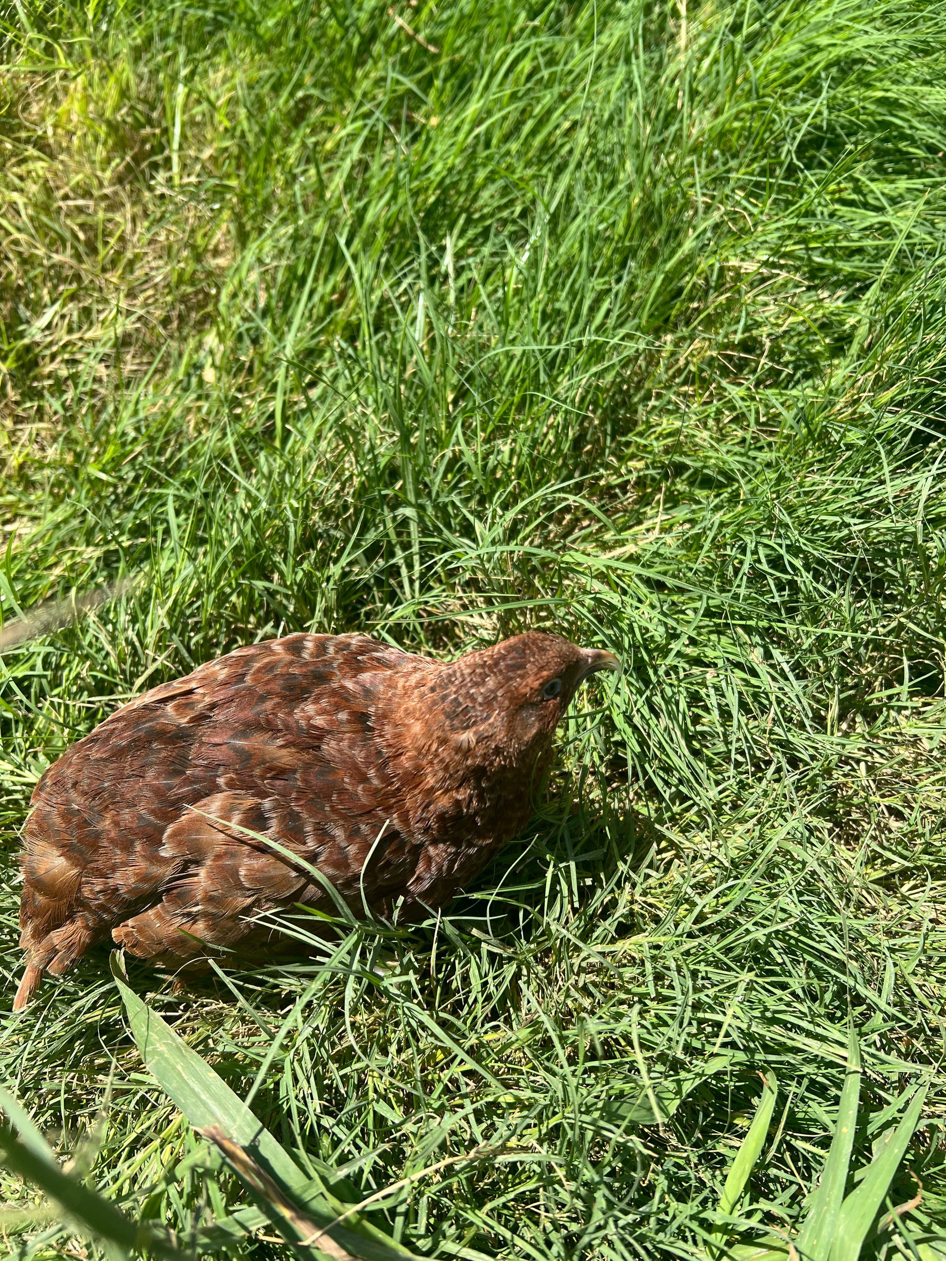 Red Range Coturnix Quail Hatching Eggs Egg Buddys Hatchery