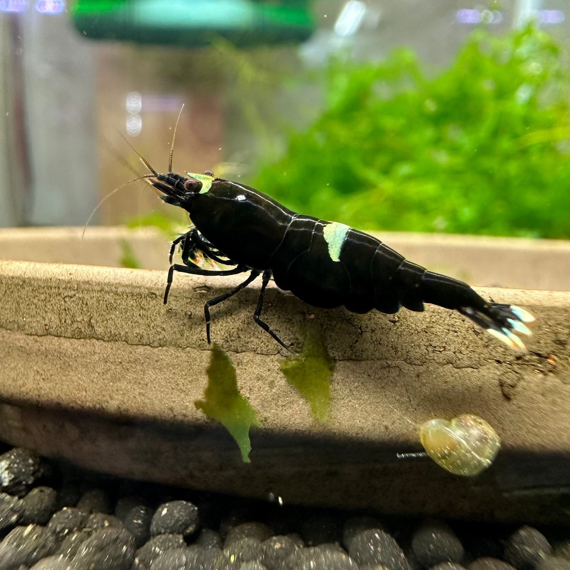 Black King Kong shrimp (pack of 6) SHRIMP Danaqua Live Fish & More
